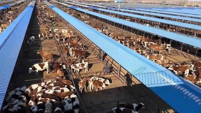 火锅暗藏玄机600多名老人被骗近4200万麻将胡了试玩模拟器又一投资骗局曝光：免费(图6)