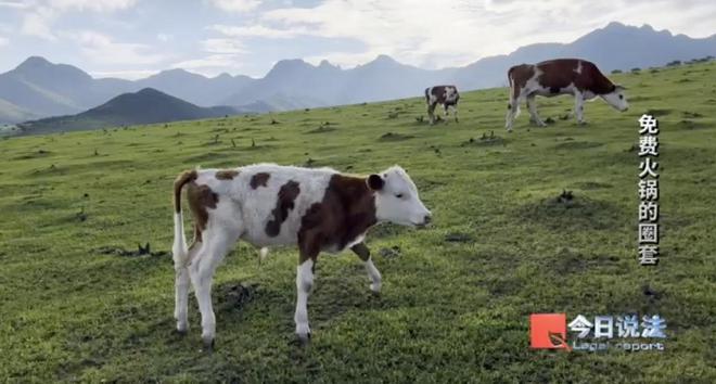 火锅暗藏玄机600多名老人被骗近4200万麻将胡了试玩模拟器又一投资骗局曝光：免费(图7)